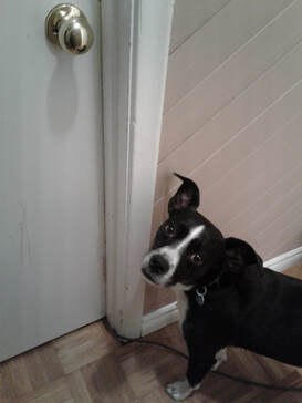 Katelyn's Dog in front of a closed door